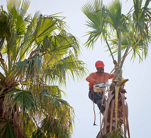 Best Dead Tree Removal  in Westlake Vlage, IL